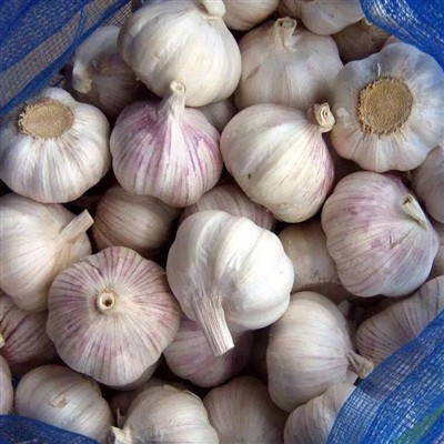 2021 New Crop Fresh Garlic