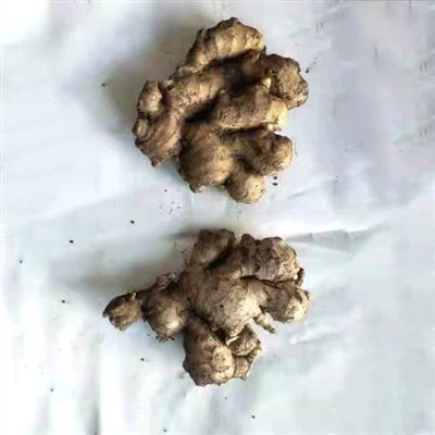 Fresh New Crop Ginger