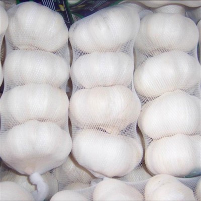 Fresh Pure White Garlic Small Package