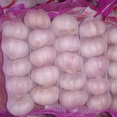 Fresh Purple Garlic Manufacturer