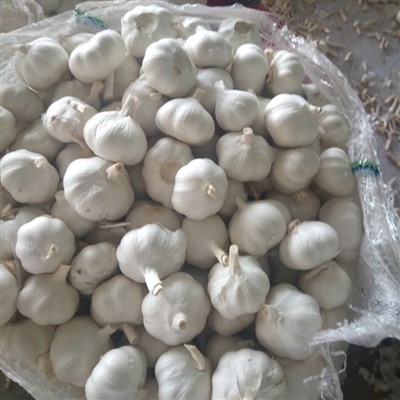 Premium Loose Pack Garlic